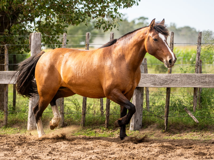Lote Mañanera Tajadura