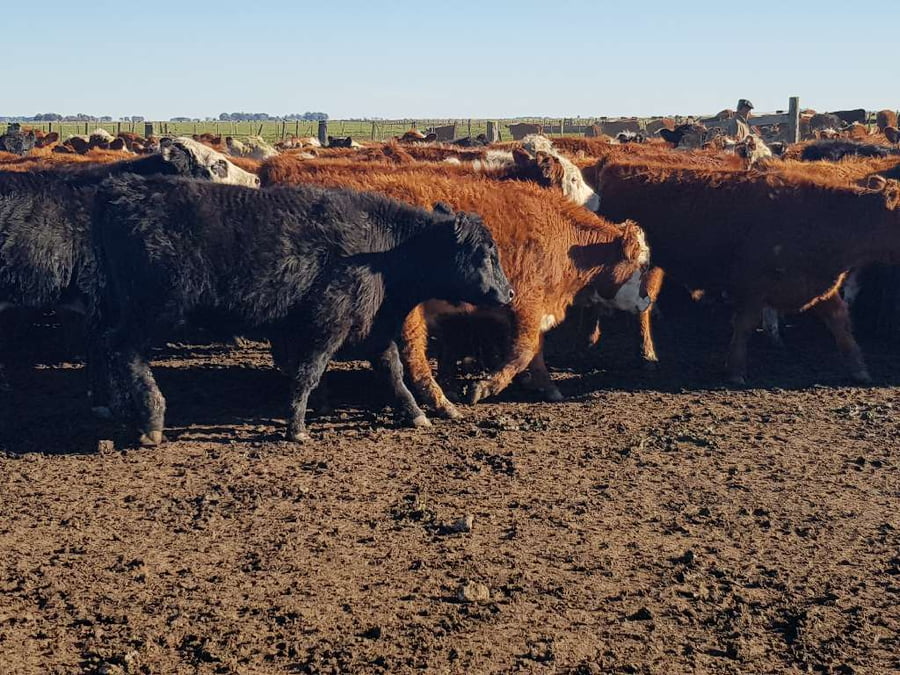 Lote 65 Terneros en Benito Juárez, Buenos Aires