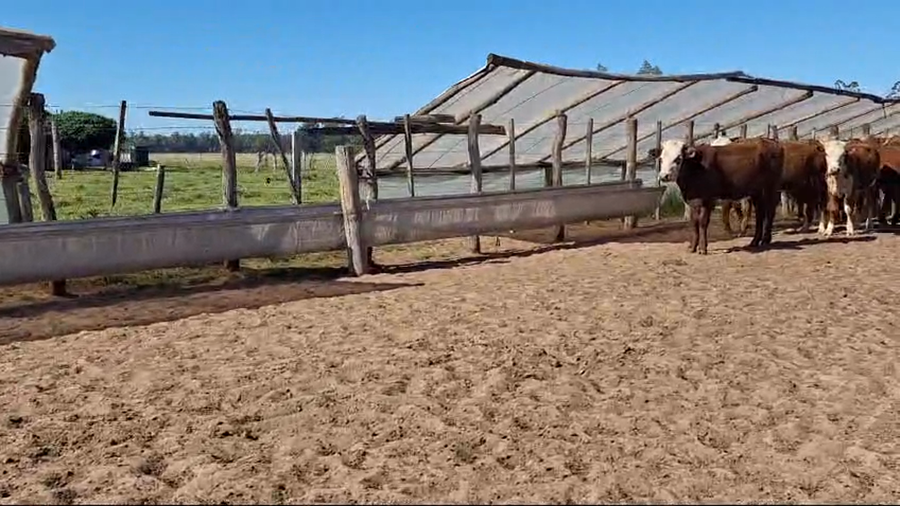 Lote 117 Terneros/as