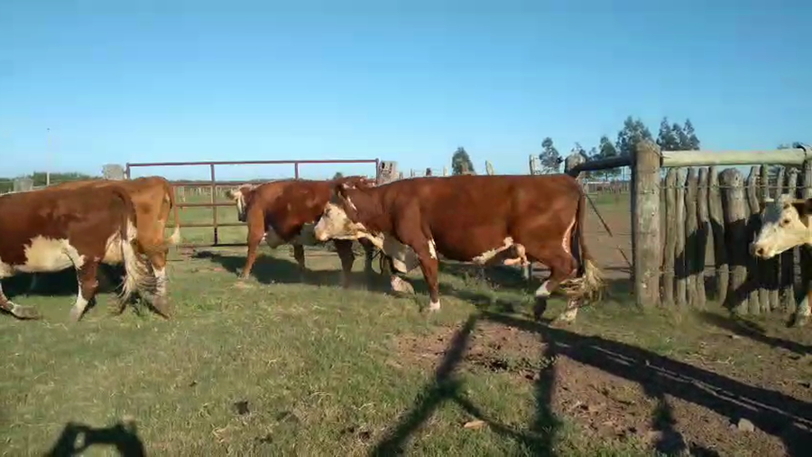 Lote 100 Vacas de invernar