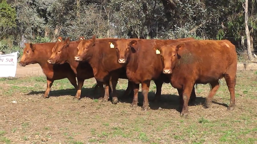 Lote VAQUILLONAS PURAS CONTROLADAS CON GARANTIA DE PREÑEZ