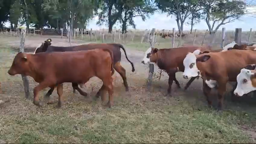 Lote 78 Terneros en Corrientes, San Roque