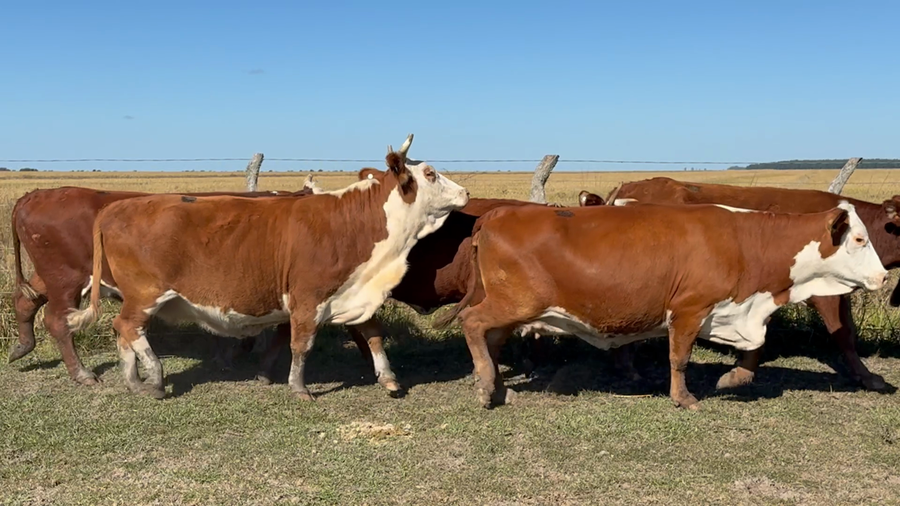 Lote 46 Vientres con Crías y Preñados en Corrientes, Mercedes