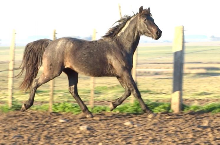 Lote ARMADILLO LA INVERNADA