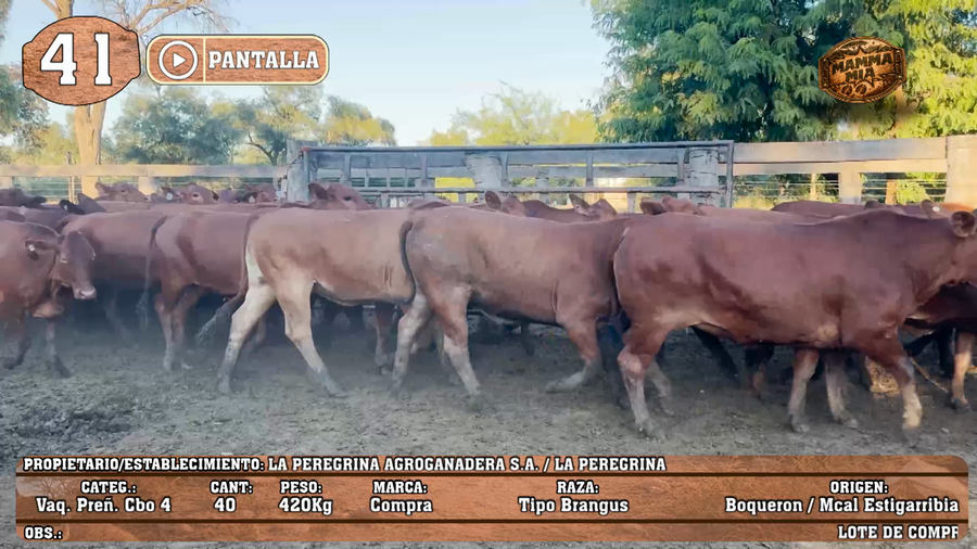 Lote LOTE 41 - POR PANTALLA