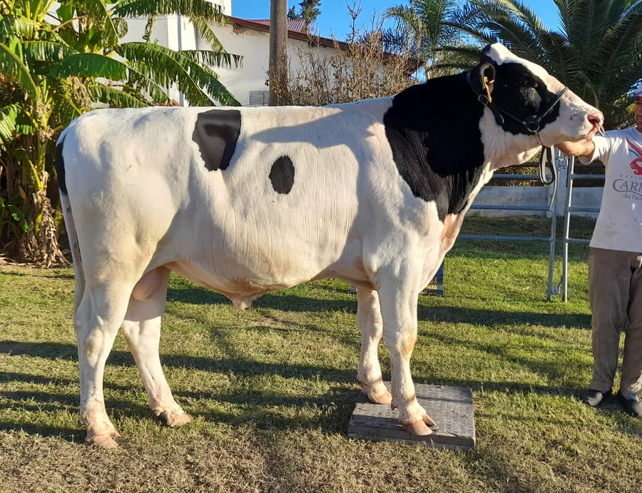Lote Toros - Establecimiento San Santiago