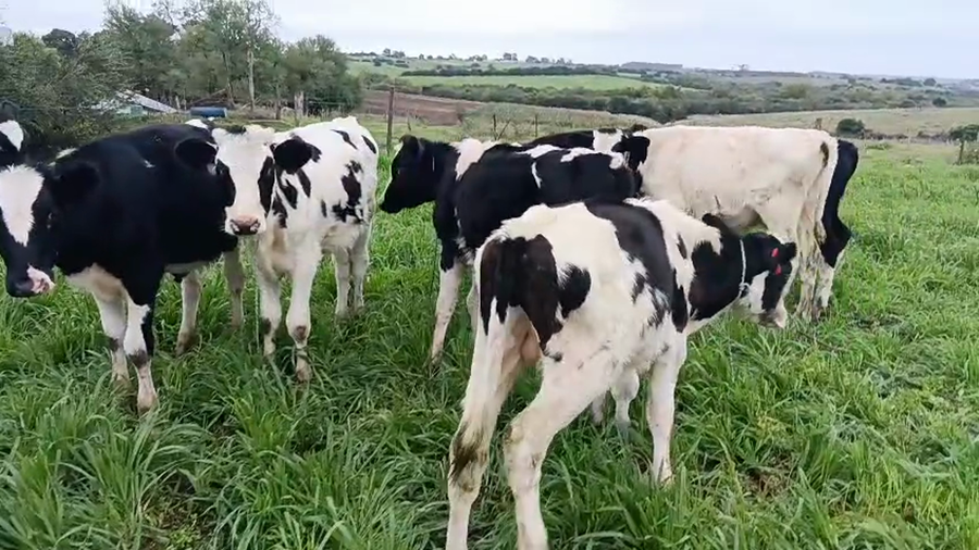 Lote 10 Terneros a remate en Pantalla Camy, San José