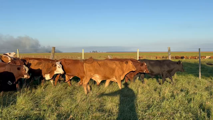 Lote 46 Novillos en Santo Tomé, Corrientes