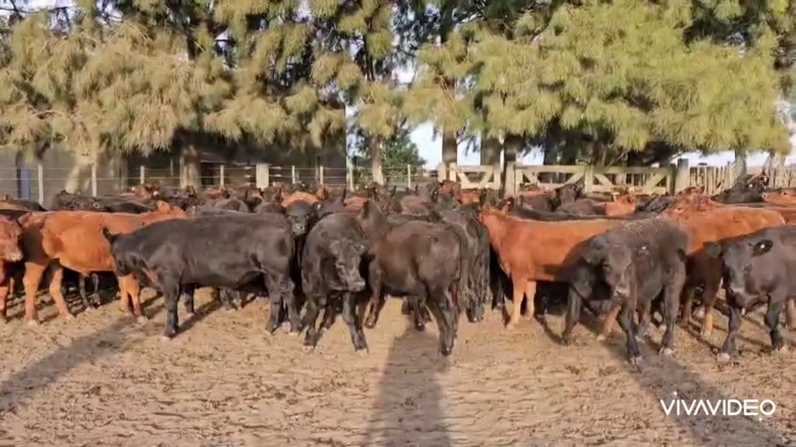Lote 105 Terneros en Gral. Paz, Buenos Aires