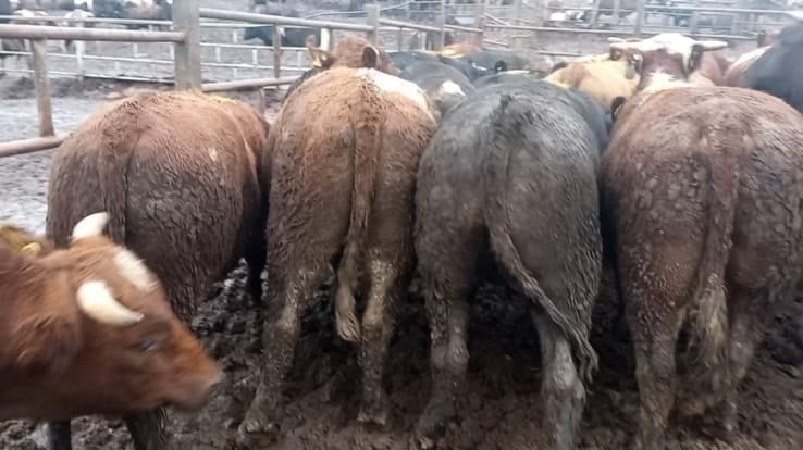 Lote 45 Novillo Gordo en Melipilla, Región Metropolitana