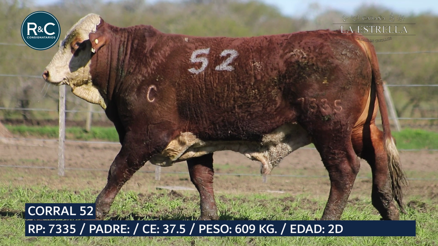 Lote Toro Braford