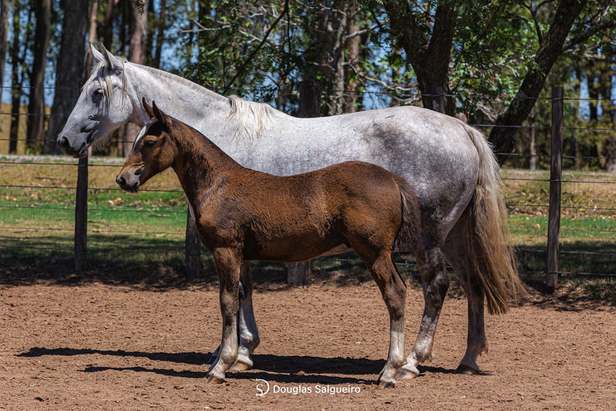 Lote LINDA NOCHE DE LA COLINA