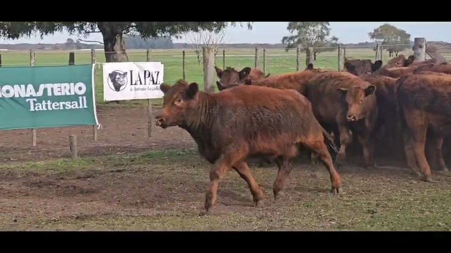 Lote 29 Terneras en Tandil