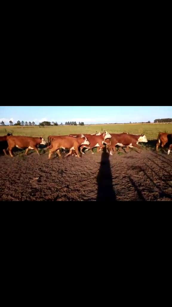 Lote 190 Vaquillonas en Larroque, Entre Ríos