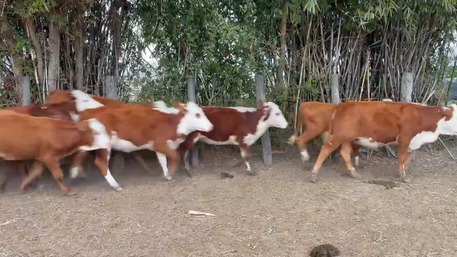 Lote 70 Terneras en Corrientes, Bella Vista