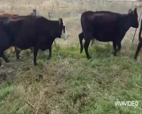 Lote 10 Vacas CUT Paridas y Vacias en Tapalqué, Buenos Aires