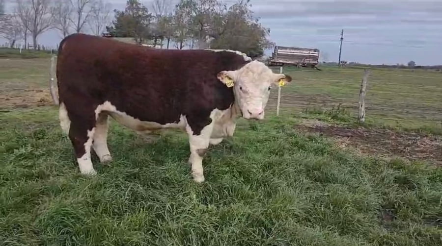 Lote Cabaña Maivarepa Hereford PP