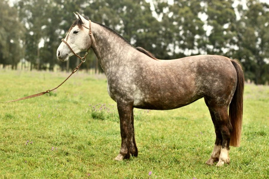Lote Cañada Manjerona (RP 404) Cabaña "La Cañada"