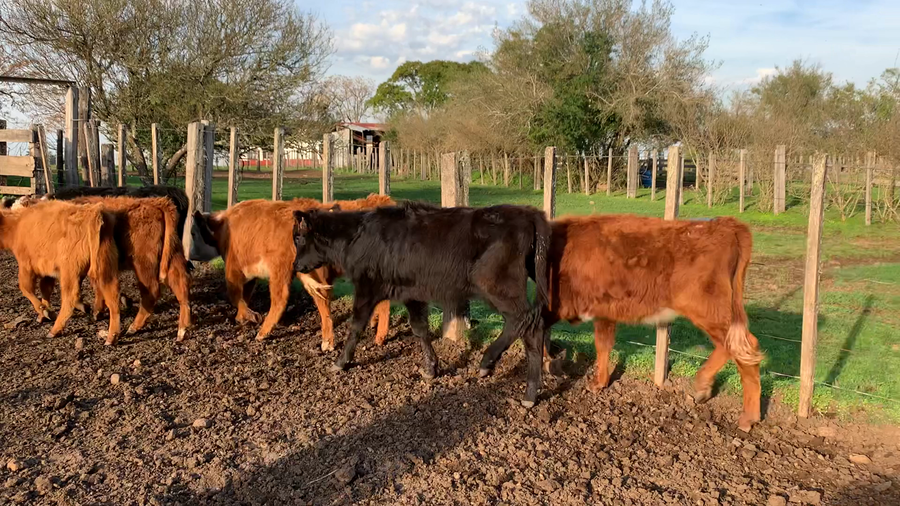 Lote TERNERAS