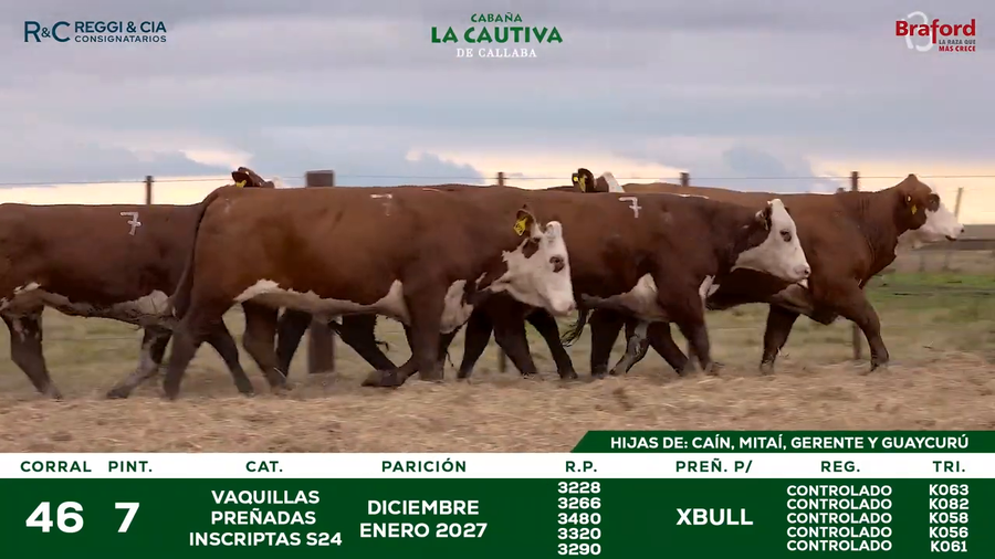 Lote VAQUILLAS BRAFORD  CONTROLADAS PREÑADAS POR IATF 18  Meses. Cabaña La Cautiva