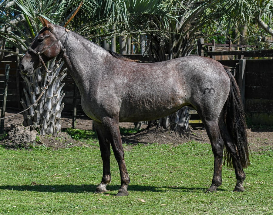 Lote Cala La Calavera
