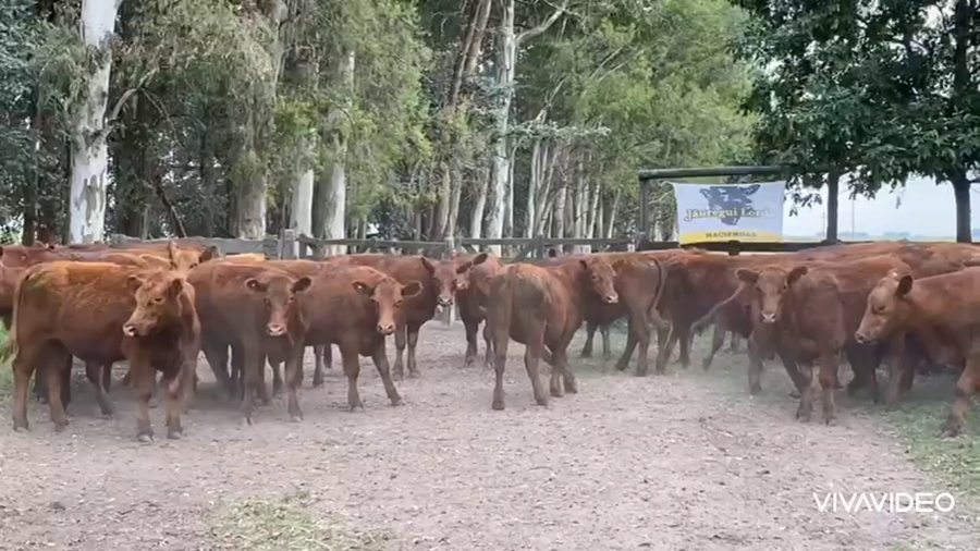 Lote 55 Novillitos