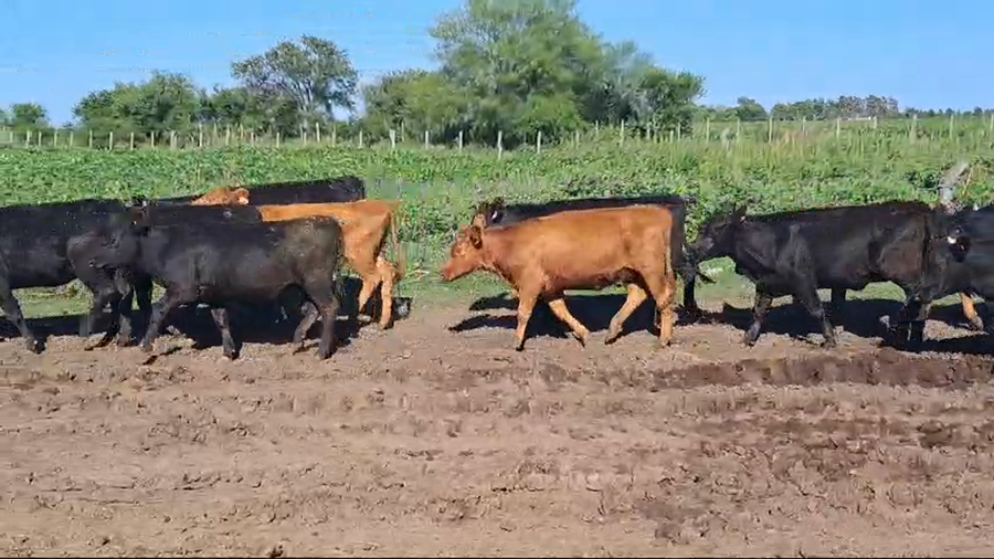 Lote VAQUILLONAS 1 A 2 AÑOS