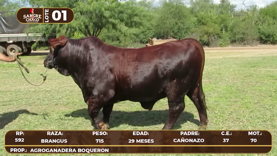Lote Lote 1