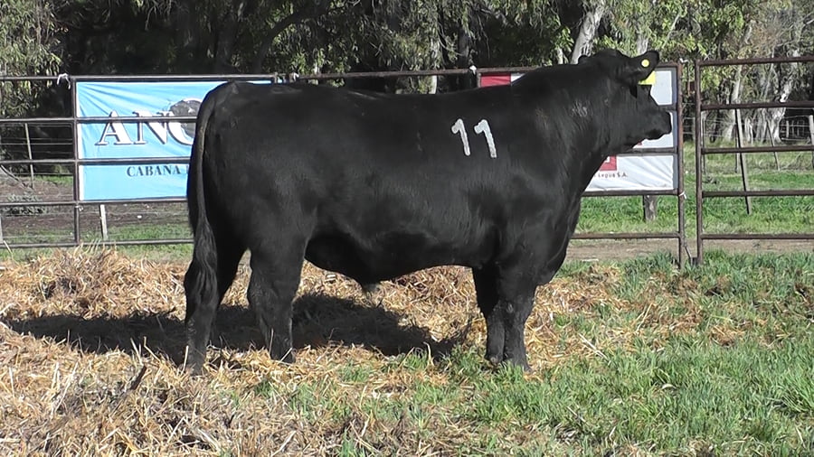 Lote ANGUS PURO CONTROLADO