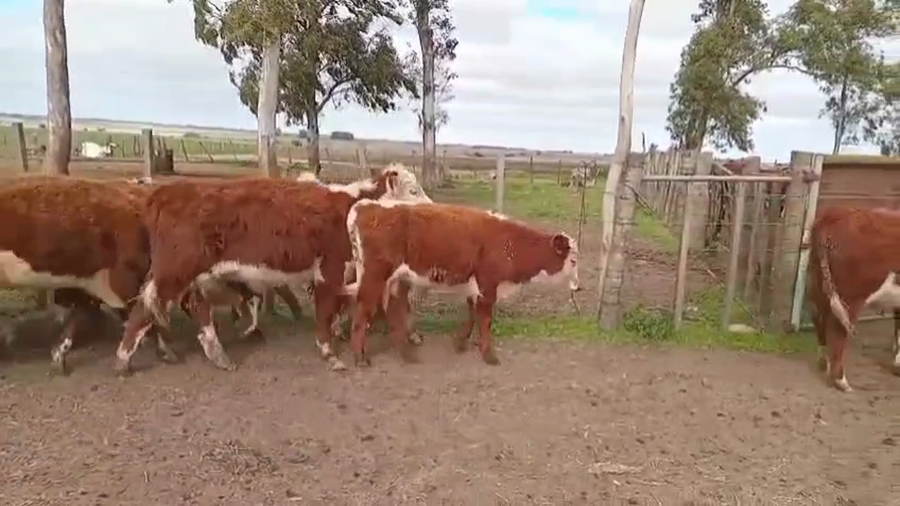 Lote TERNEROS