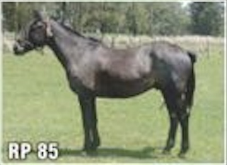 Lote JILGUERO DEL QUEBRACHAL