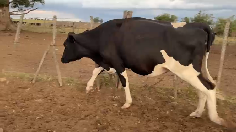 Lote 3 Vaquillonas  a remate en Pantalla Camy, San José