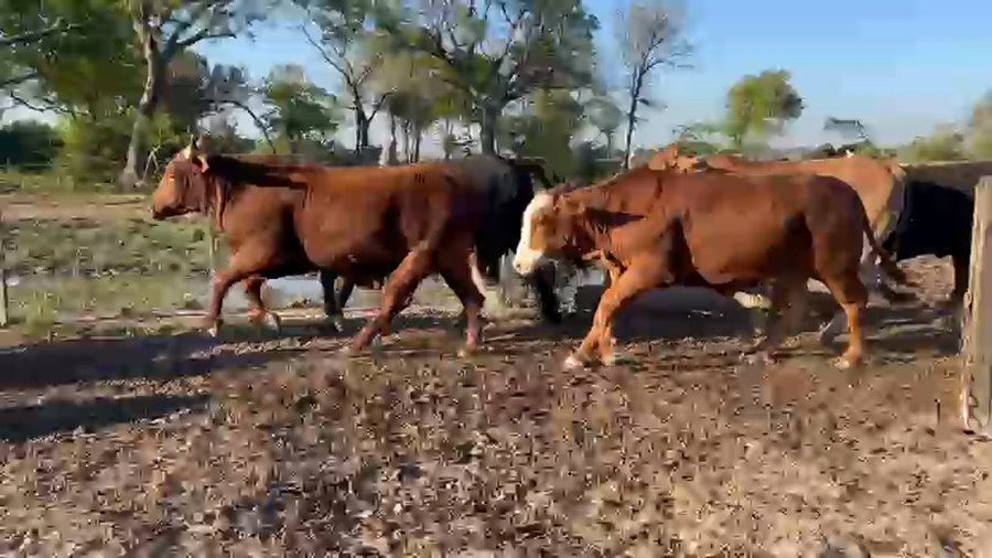 Lote 35 Novillos faena en Corrientes, San Cosme