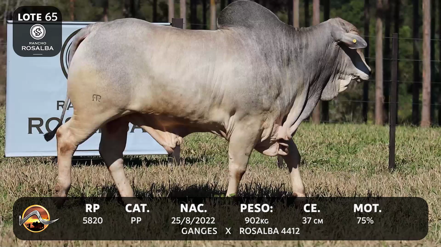 Lote LOTE 65