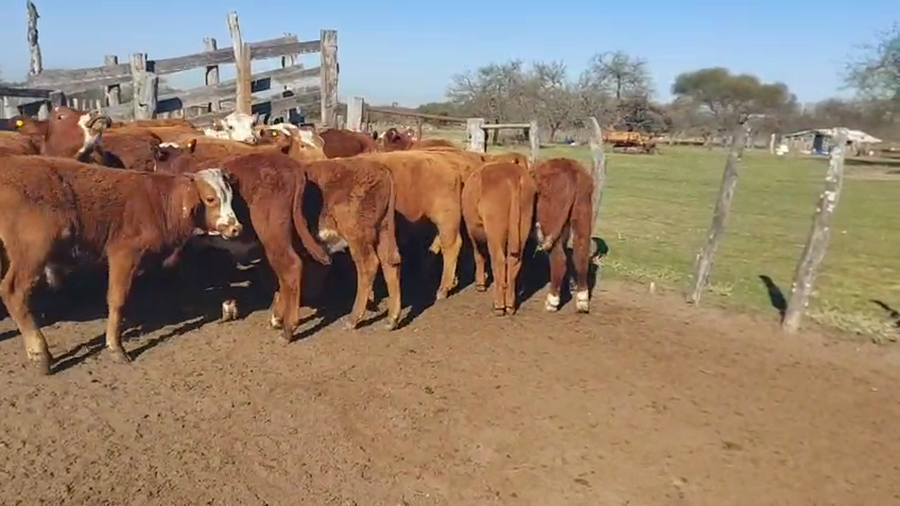 Lote 30 Terneros