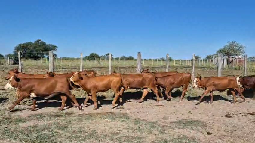 Lote 250 Terneras en Corrientes, Curuzu Cuatia