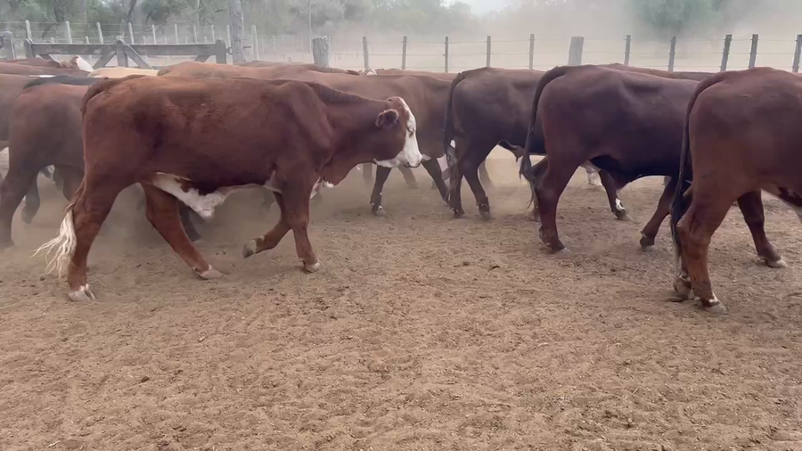 Lote 120 Novillos en Juan José Castelli, Chaco