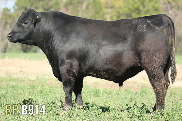 Lote 3 TOROS PUROS DE PEDIGREE