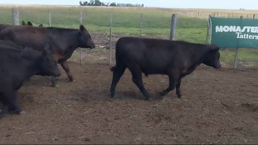 Lote 70 Terneros en Arboledas