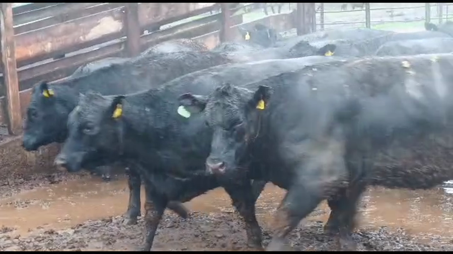 Lote 20 Vaquilla Gorda en Los Ángeles, VIII Región Biobío