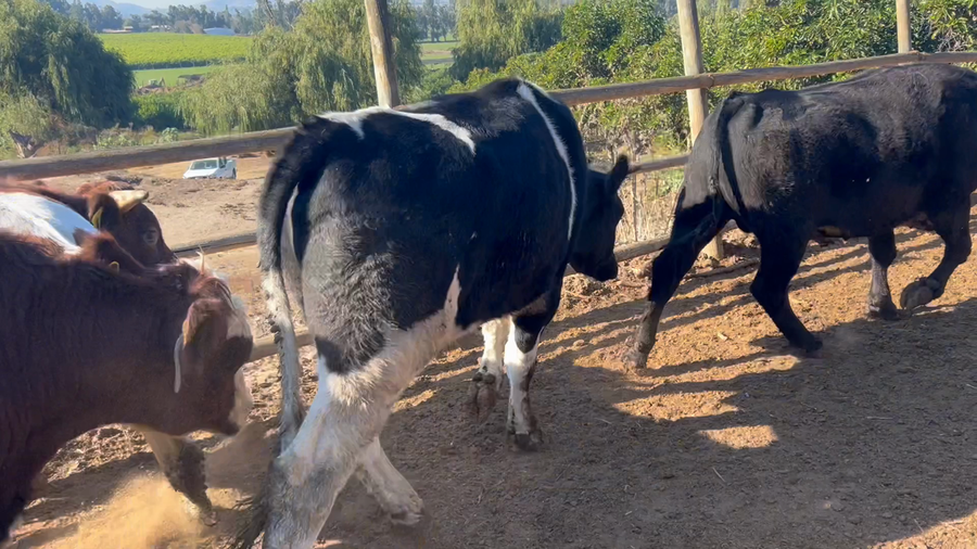 Lote 45 Novillo Gordo en Melipilla, Región Metropolitana