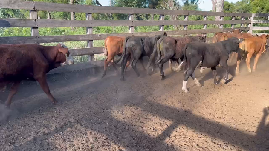 Lote 70 Terneros/as en Juan José Castelli, Chaco