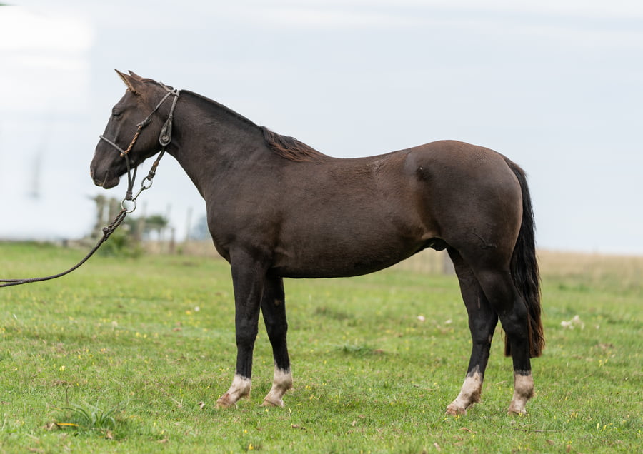 Lote Averías Espuelazo