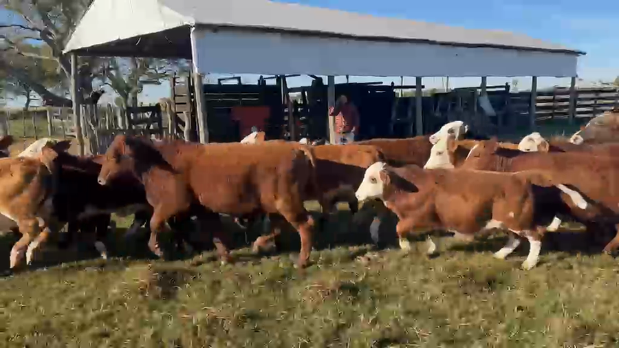 Lote 74 Terneros/as en Corrientes, Lavalle