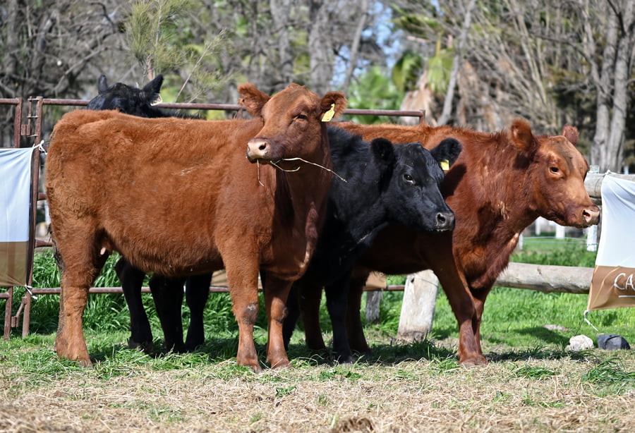 Lote Vientres Paridos MaS - Puros Controlados