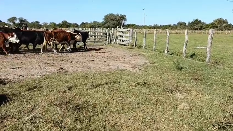 Lote 23 Vacas de invernar en Corrientes, Mercedes