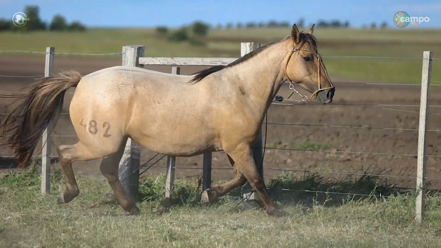 Lote LA ROSADA LUNERA