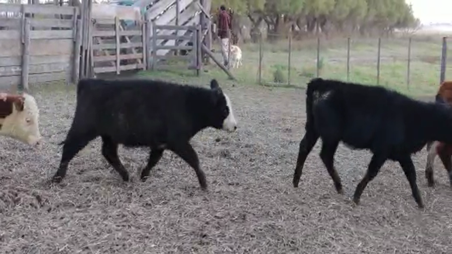 Lote 12 Terneras en Gral. Lamadrid, Buenos Aires