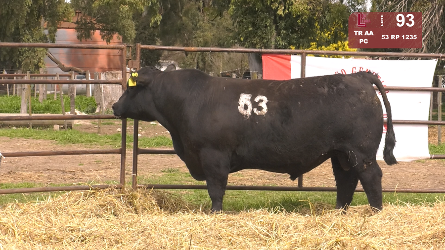 Lote TOROS ANGUS NEGROS  PC