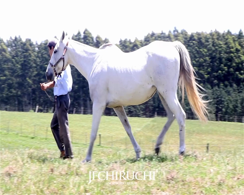 Lote BIANCA FLY DASH MR